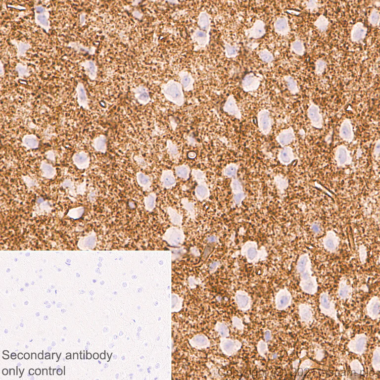 Immunohistochemistry (Formalin/PFA-fixed paraffin-embedded sections) - Anti-S1P1/EDG1 antibody [EPR23535-146] - BSA and Azide free (AB282589)