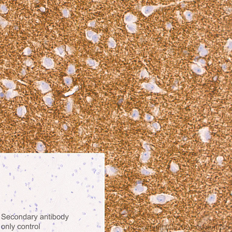 Immunohistochemistry (Formalin/PFA-fixed paraffin-embedded sections) - Anti-S1P1/EDG1 antibody [EPR23535-146] - BSA and Azide free (AB282589)