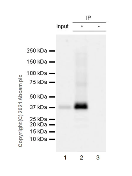 Immunoprecipitation - Anti-S1P1/EDG1 antibody [EPR23535-146] - BSA and Azide free (AB282589)