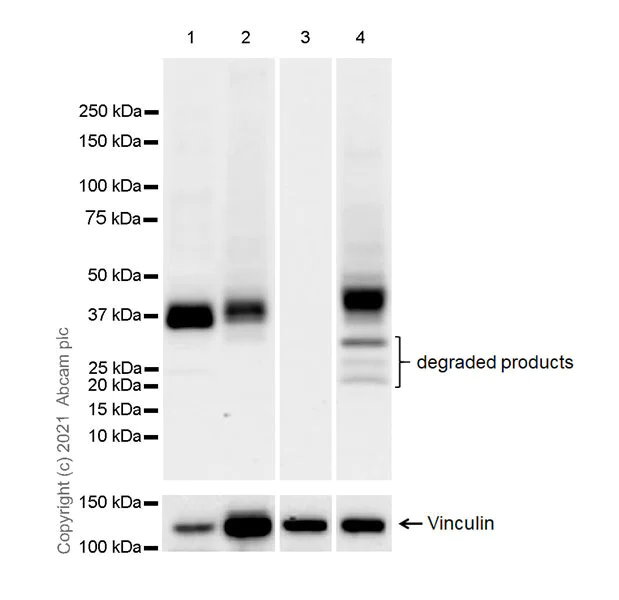 Western blot - Anti-S1P1/EDG1 antibody [EPR23535-146] - BSA and Azide free (AB282589)