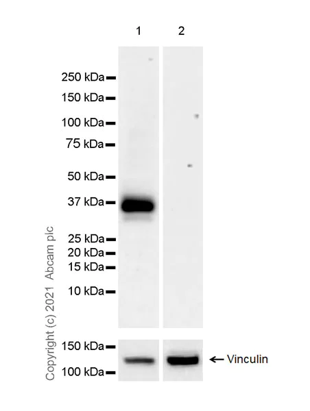 Western blot - Anti-S1P1/EDG1 antibody [EPR23535-146] - BSA and Azide free (AB282589)