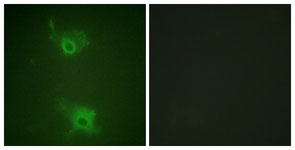 Immunocytochemistry/ Immunofluorescence - Anti-S1P1/EDG1 (phospho T236) antibody (AB111571)
