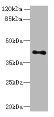 Western blot - Anti-S31 antibody (AB236651)
