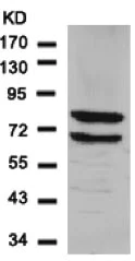 Western blot - Anti-S6K1 antibody (AB131440)