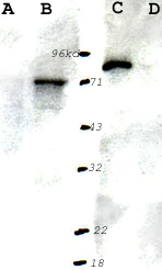 Western blot - Anti-S6K1 antibody (AB9366)