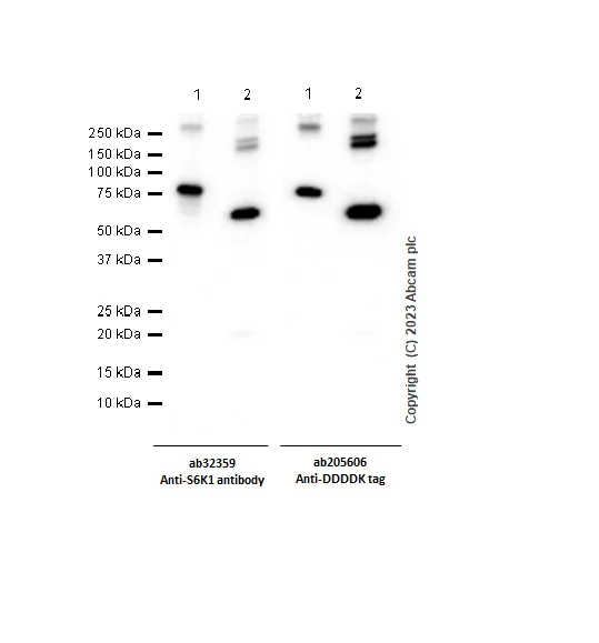 Western blot - Anti-S6K1 antibody [E175] - BSA and Azide free (AB239810)