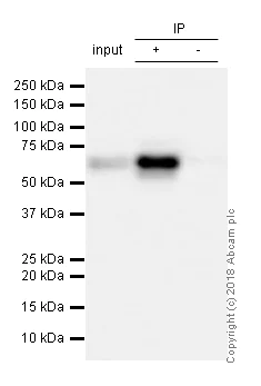 Immunoprecipitation - Anti-S6K1 antibody [E343] (AB32529)