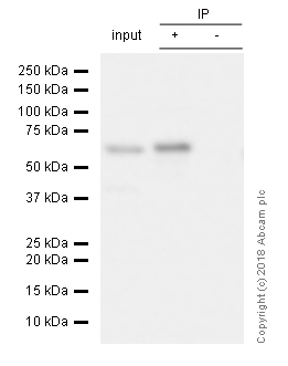 Immunoprecipitation - Anti-S6K1 antibody [E343] (ab32529), expandable thumbnail