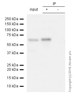 Immunoprecipitation - Anti-S6K1 antibody [E343] (AB32529)