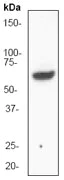 Western blot - Anti-S6K1 antibody [E343] (AB32529)