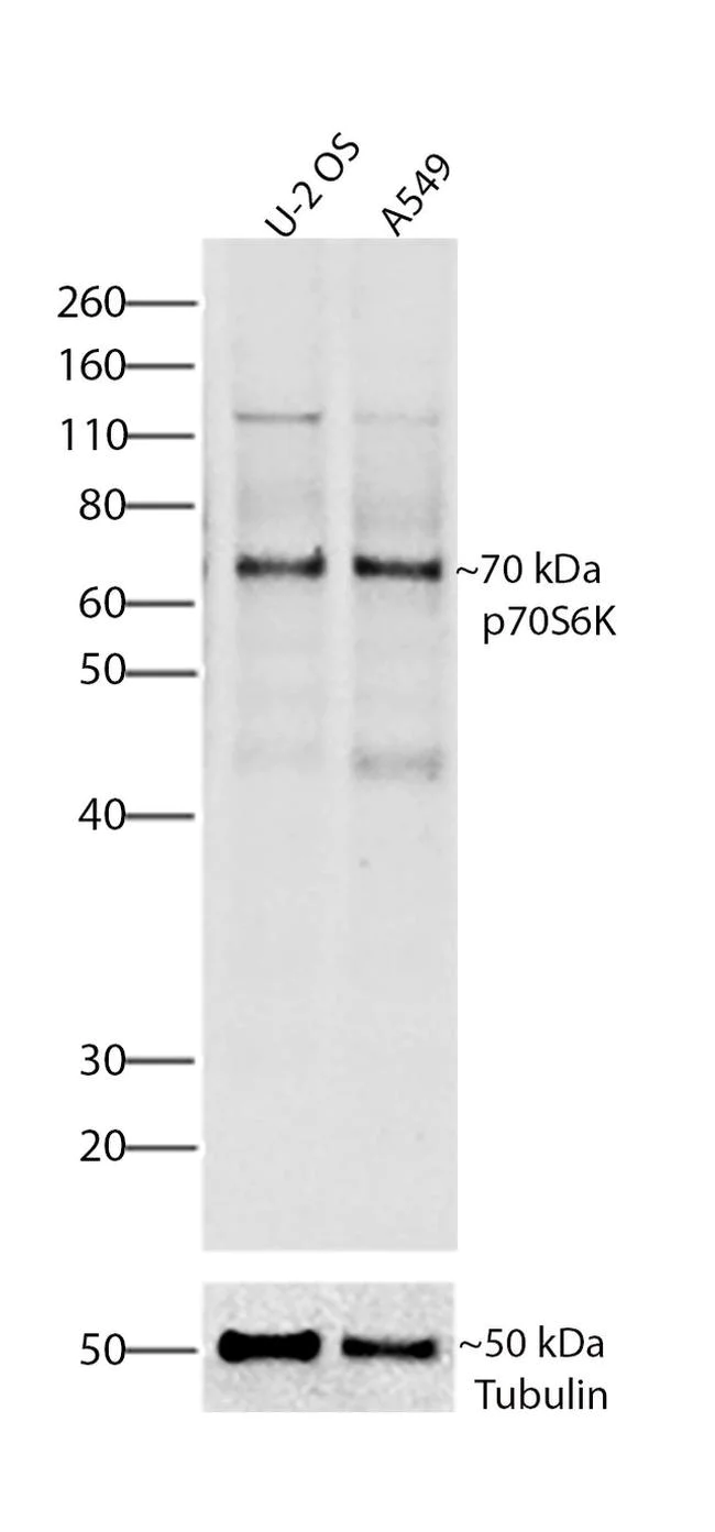 Western blot - Anti-S6K1 antibody [RP23040066] (AB308113)