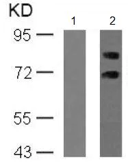 Western blot - Anti-S6K1 (phospho S411) antibody (AB131459)