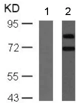 Western blot - Anti-S6K1 (phospho S424) antibody (AB131436)
