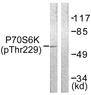 Western blot - Anti-S6K1 (phospho T229) antibody (AB59208)