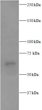 Western blot - Anti-S6K1 (phospho T229) antibody (AB59208)