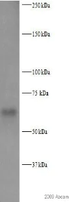 Western blot - Anti-S6K1 (phospho T229) antibody (AB59208)