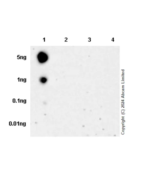 Dot Blot - Anti-S6K1 (phospho T389) antibody [EPR24766-9] (AB323272)