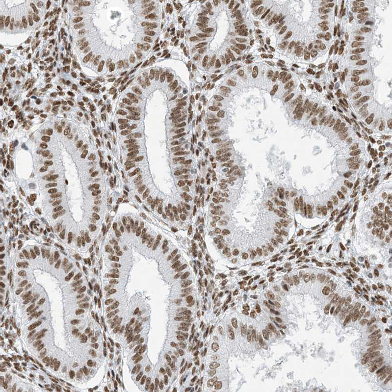 Immunohistochemistry (Formalin/PFA-fixed paraffin-embedded sections) - Anti-SA1 antibody (AB246988), expandable thumbnail
