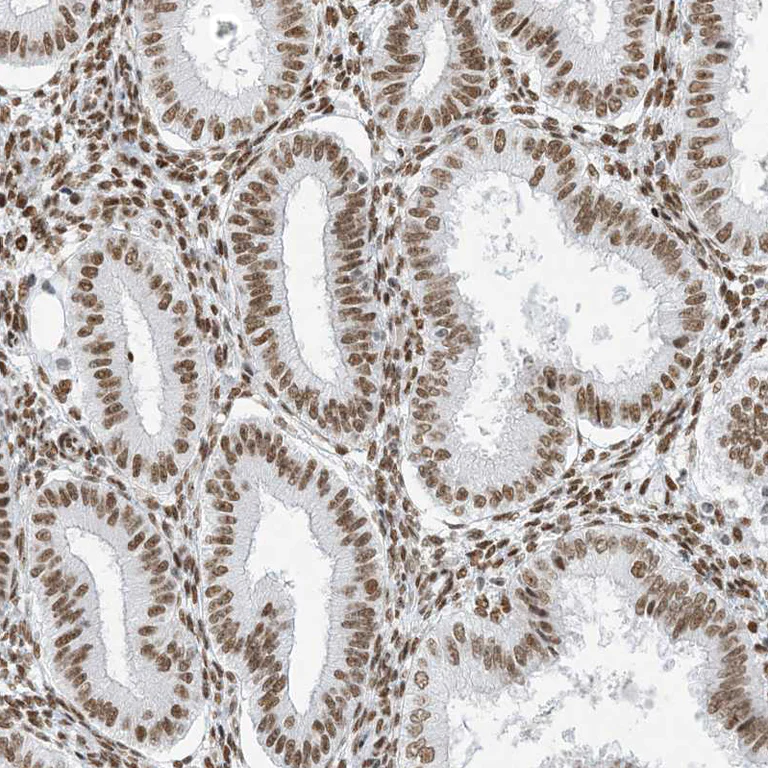 Immunohistochemistry (Formalin/PFA-fixed paraffin-embedded sections) - Anti-SA1 antibody (AB246988)