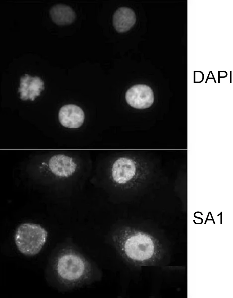 Immunocytochemistry - Anti-SA1 antibody (AB4455)