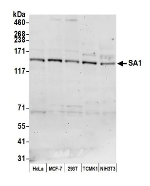 Western blot - Anti-SA1 antibody (AB4455)