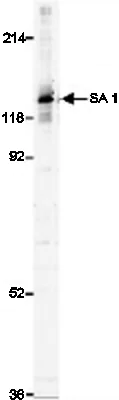 Western blot - Anti-SA1 antibody (AB4455)