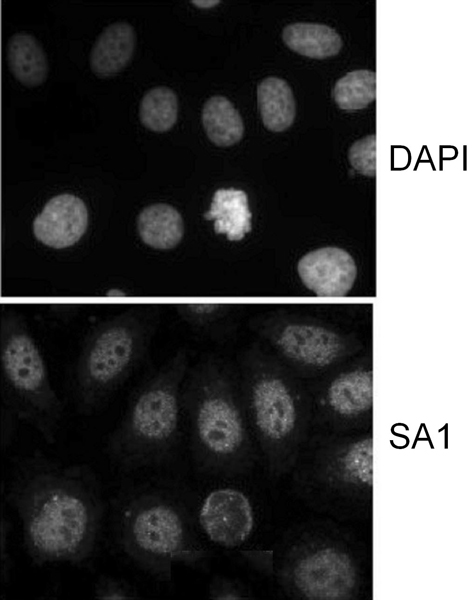 Immunocytochemistry - Anti-SA1 antibody (AB4457)
