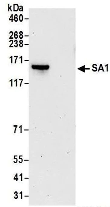 Immunoprecipitation - Anti-SA1 antibody (AB4457)