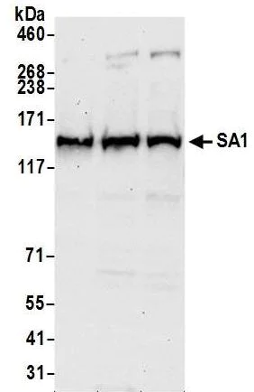 Western blot - Anti-SA1 antibody (AB4457)