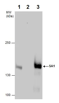 Immunoprecipitation - Anti-SA1 antibody - C-terminal (AB227736)