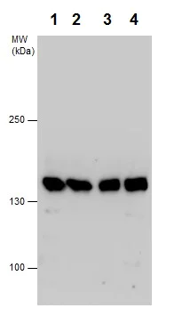 Western blot - Anti-SA1 antibody - C-terminal (AB227736)