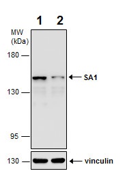 Western blot - Anti-SA1 antibody - C-terminal (AB227736)