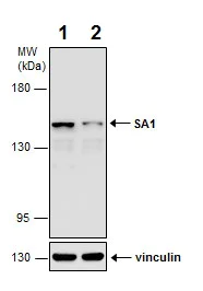 Western blot - Anti-SA1 antibody - C-terminal (AB227736)