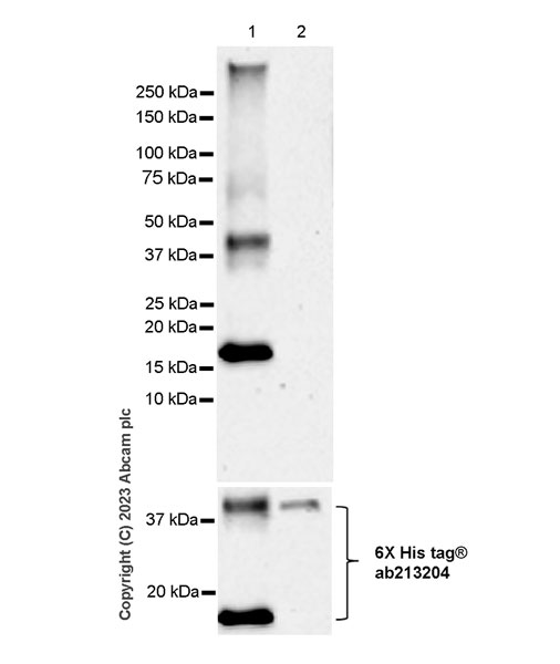 Western blot - Anti-SA1 antibody [EPR26227-76] (AB317301), expandable thumbnail
