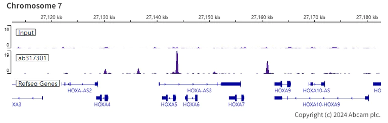 ChIP-sequencing - Anti-SA1 antibody [EPR26227-76] - BSA and Azide free (AB317302)
