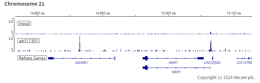 ChIP-sequencing - Anti-SA1 antibody [EPR26227-76] - BSA and Azide free (ab317302), expandable thumbnail