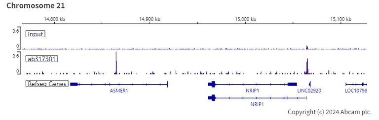 ChIP-sequencing - Anti-SA1 antibody [EPR26227-76] - BSA and Azide free (AB317302)
