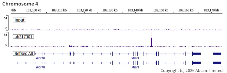 ChIP-sequencing - Anti-SA1 antibody [EPR26227-76] - BSA and Azide free (AB317302)