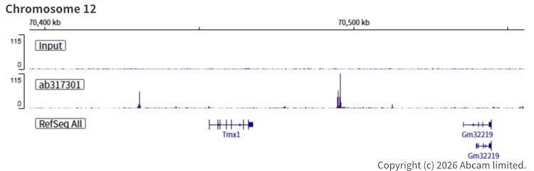 ChIP-sequencing - Anti-SA1 antibody [EPR26227-76] - BSA and Azide free (AB317302)