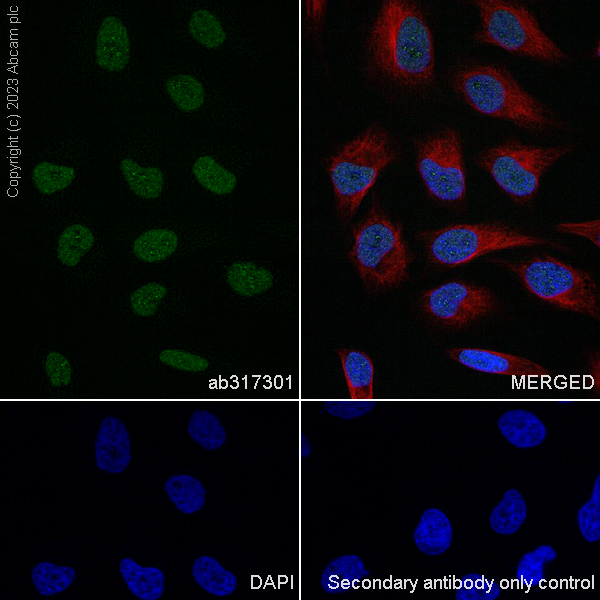 Immunocytochemistry/ Immunofluorescence - Anti-SA1 antibody [EPR26227-76] - BSA and Azide free (AB317302), expandable thumbnail