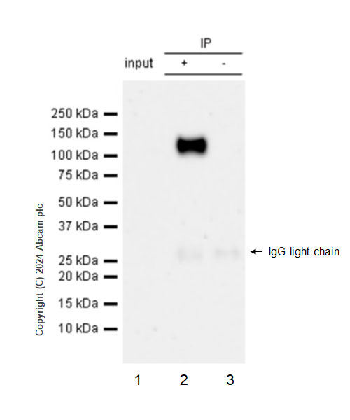 Immunoprecipitation - Anti-SA1 antibody [EPR26227-76] - BSA and Azide free (ab317302), expandable thumbnail