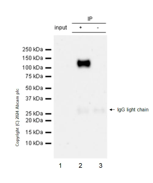 Immunoprecipitation - Anti-SA1 antibody [EPR26227-76] - BSA and Azide free (AB317302)