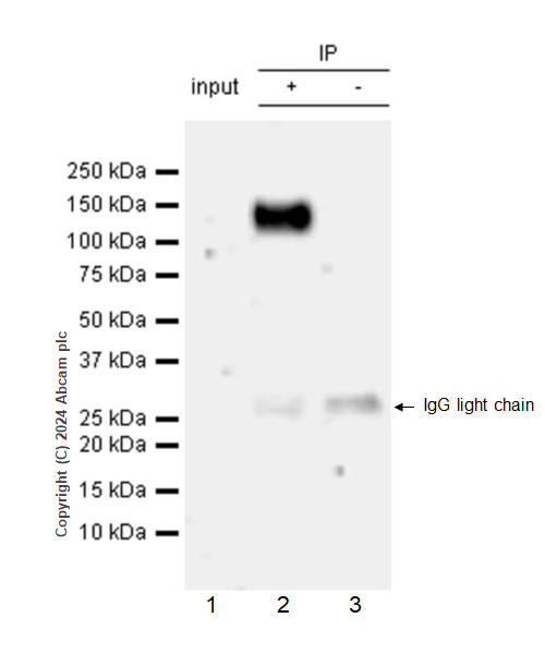 Immunoprecipitation - Anti-SA1 antibody [EPR26227-76] - BSA and Azide free (ab317302), expandable thumbnail