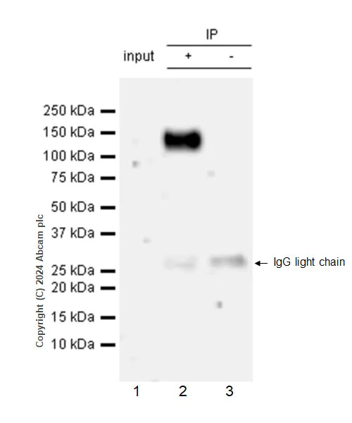 Immunoprecipitation - Anti-SA1 antibody [EPR26227-76] - BSA and Azide free (AB317302)