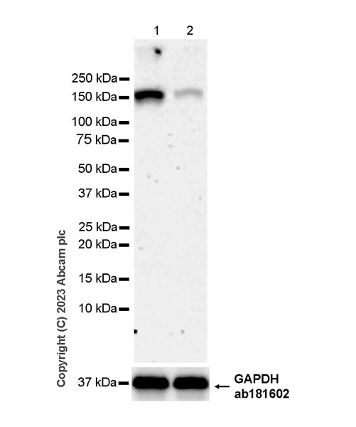 Western blot - Anti-SA1 antibody [EPR26227-76] - BSA and Azide free (AB317302), expandable thumbnail