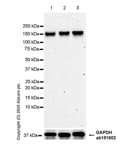Western blot - Anti-SA1 antibody [EPR26227-76] - BSA and Azide free (AB317302)