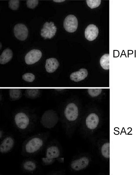 Immunocytochemistry - Anti-SA2 antibody (AB4463)
