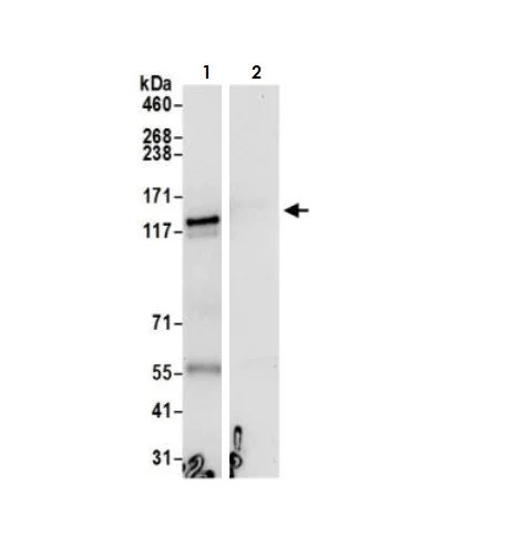 Immunoprecipitation - Anti-SA2 antibody (AB4463)