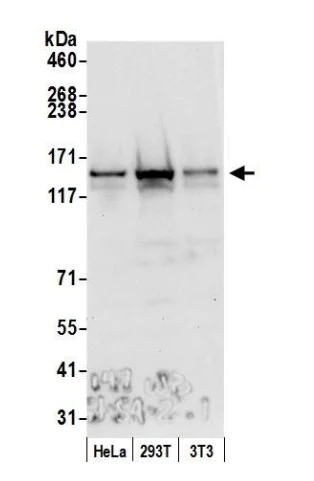 Western blot - Anti-SA2 antibody (AB4463)