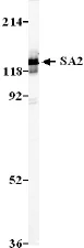 Western blot - Anti-SA2 antibody (AB4463)
